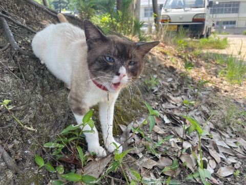 赤い首輪をつけた島の猫